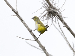 Euphonia trinitatis