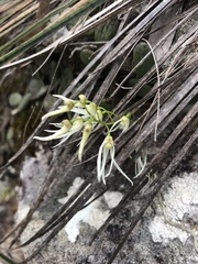 Dendrobium linguiforme
