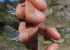 Sphingonotus caerulans caerulans