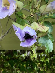 Xylocopa latipes