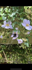 Xylocopa latipes