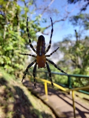 Alpaida grayi