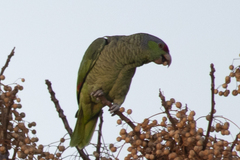 Amazona finschi × viridigenalis
