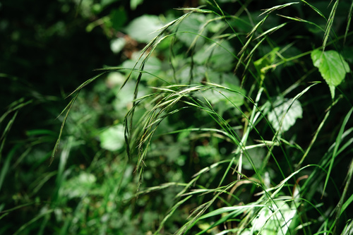 Wood False Brome (Brachypodium sylvaticum)