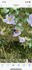 Xylocopa latipes