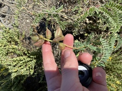 Astragalus nuttallii
