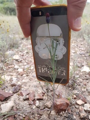 Porophyllum linaria