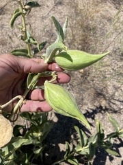 Asclepias erosa