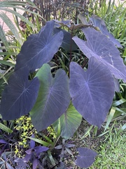 Colocasia