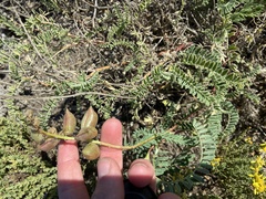 Astragalus nuttallii