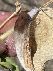 Asclepias erosa