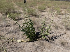 Asclepias erosa