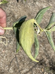 Asclepias erosa