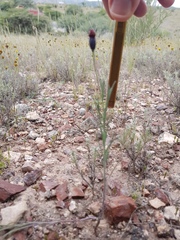 Porophyllum linaria