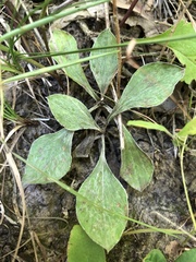 Antennaria plantaginifolia