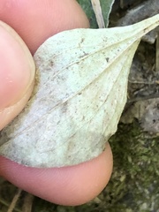 Antennaria plantaginifolia