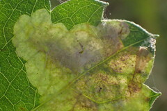 Calycomyza frickiana
