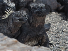 Amblyrhynchus cristatus