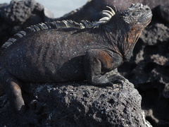 Amblyrhynchus cristatus