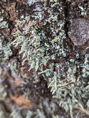 Cladonia floerkeana