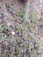 Porophyllum linaria