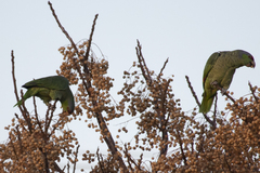 Amazona finschi × viridigenalis