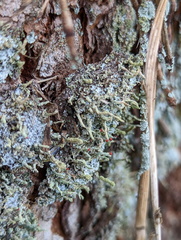Cladonia floerkeana