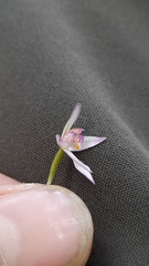 Caladenia alata