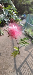 Calliandra tergemina