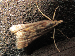 Diasemia accalis
