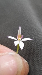 Caladenia alata