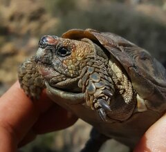 Homopus areolatus