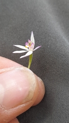 Caladenia alata