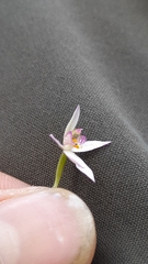 Caladenia alata