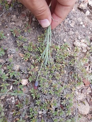 Porophyllum linaria