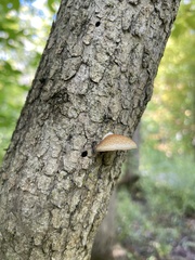 Crepidotus mollis