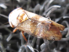 Drabescus