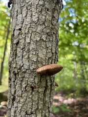 Crepidotus mollis