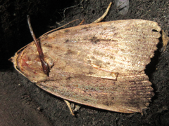 Amphipyra monolitha