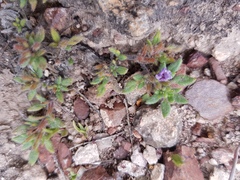 Tiquilia mexicana