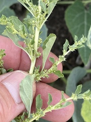 Amaranthus albus