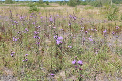 Liatris novae-angliae