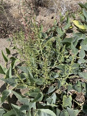 Amaranthus albus