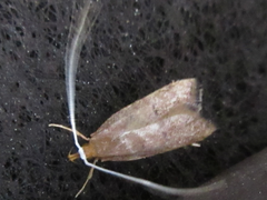 Lecitholaxa thiodora