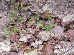 Tiquilia mexicana