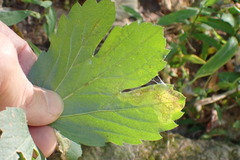 Calycomyza frickiana