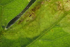 Calycomyza frickiana
