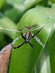 Argiope picta