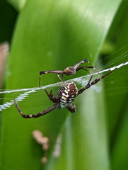 Argiope picta
