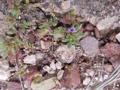 Tiquilia mexicana